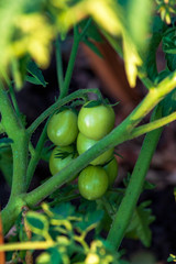 Bright yellow flowers of tomatoes