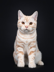 Fototapeta na wymiar Cute creme tabby American Shorthair cat kitten, sitting facing forward. Looking towards camera with orange eyes. Isolated on black background.