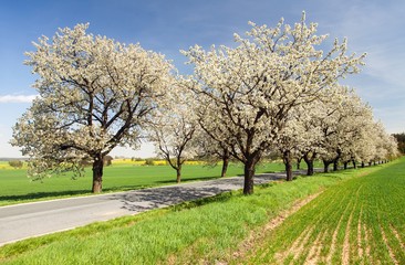 road and alley of flowering cherry trees