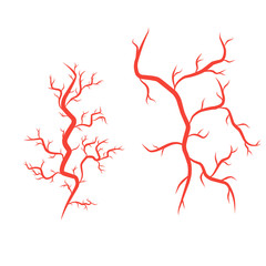 humans arteries and veins