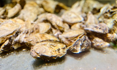 a closeup of oysters