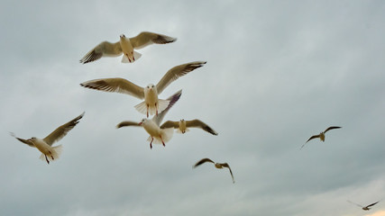 white birds on a sky.