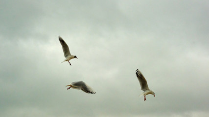 white birds on a sky.