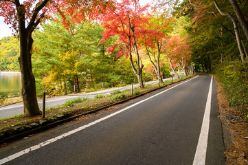 Colorful autumn leaves road by the lake Kawaguchiko