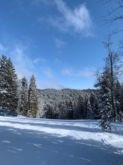 winter landscape with trees and snow