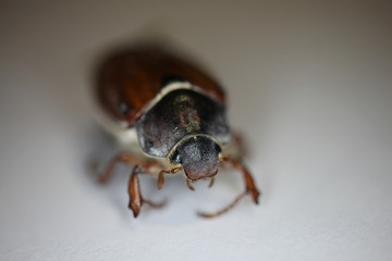mayski beetle summer spring garden sun strawberry