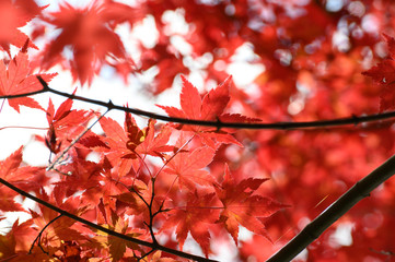 Photosynthetic red maple in Japan
