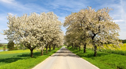 Fototapeta na wymiar road and alley of flowering cherry trees