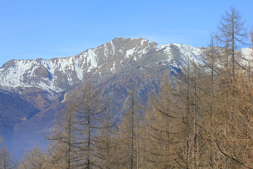 panorama with trees and mountains in winter