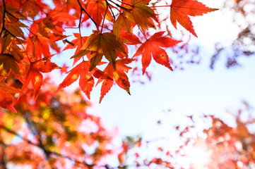 Photosynthetic red maple in Japan