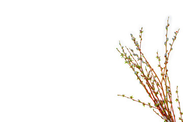 Pussy willow twig isolated on a white background.