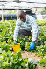 Fototapeta premium Farmer controlling process of growing of Malabar spinach