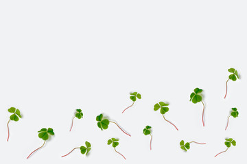 green clover leaves isolated on white background. St.Patrick 's Day