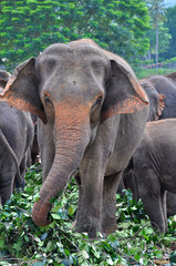 Fototapeta premium An asian elephant in nature. Pinnawala Elephant Orphanage, Sri Lanka.