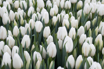Beautiful white tulips close-up. Floral background. Spring garden.selective focus