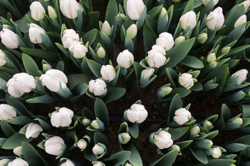 Beautiful white tulips close-up. Floral background. Spring garden.view from above.selective focus