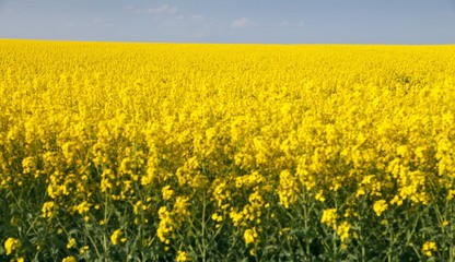 Rapeseed, canola or colza field in Latin Brassica Napus