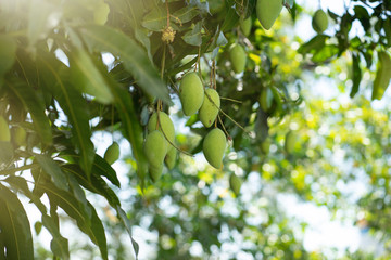 bunch of fresh green mango on tree with flare light