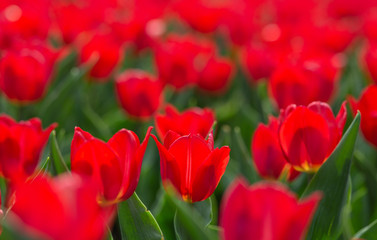 Red blossom tulips background for spring or summer holidays