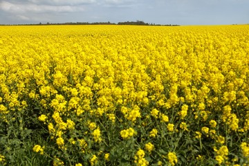 Rapeseed, canola or colza field in Latin Brassica Napus