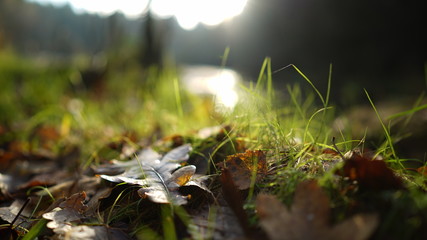 leaves with grad an a lake in the background at a sunny cold winter day
