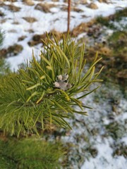 Green pine branch in close-up against the background of melted snow.