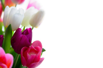 Multicolored natural tulips on a white background. Greeting card to a woman.