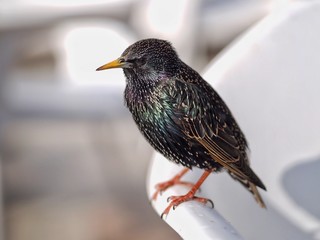 Starling 
