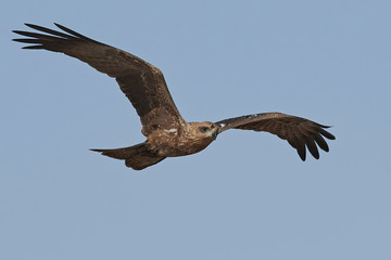 Black kite (Milvus migrans) with blue skies in the background