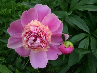 pink flowers in the garden