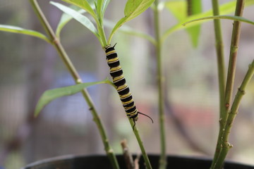 Caterpillar of a monarch butterfly on an exotic plant