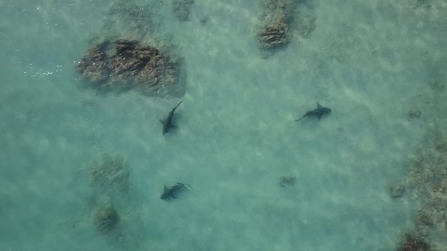 Aerial drone footage top down view of Black tip reef sharks off Cabo Pulmo Coast / Mexico Baja California