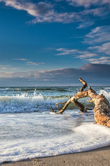 driftwood at on the beach with waves and beautiful cloud cover over the sea - baltic sea