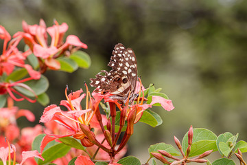 Butterfly resting on a flower