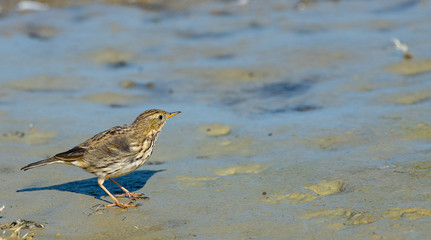 pipit des arbres