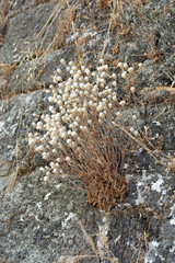 White dry flowers in the cracks of wild stone. Close up