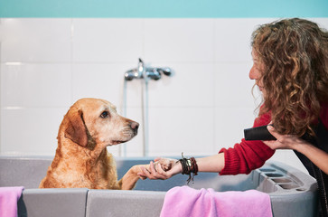 Portrait of a Labrador retriever in a bathtub pawing and staring at his hairdresser holding a blower to dry him