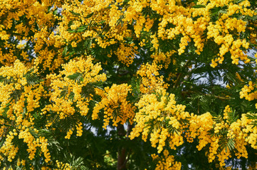 Close-up of the flowers and leaves of a yellow mimosa tree