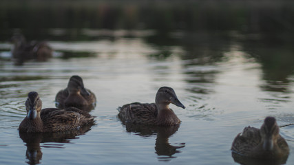 Groupe de canards rassemblés dans un étang, au crépuscule