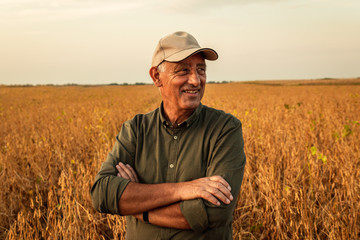 Naklejka na ściany i meble Portrait of senior farmer standing in soybean field examining crop at sunset.