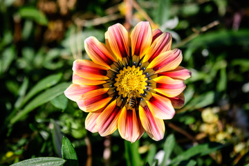 Top view of one vivid yellow and red gazania flower and blurred green leaves in soft focus, in a garden in a sunny summer day, beautiful outdoor floral background