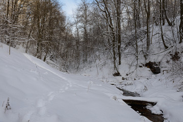 Winter forest covered with snow in a ravine with a river