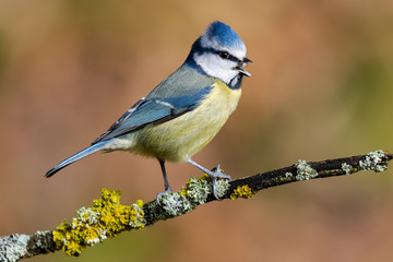 Cyanistes caeruleus (Eurasian Great Tit) singing perched on a branch © J.C.Salvadores