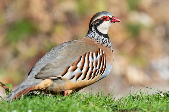 Red partridge, Alectoris rufa, a single bird on the grass, in its natural habitat.