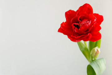 red tulip on a gray background