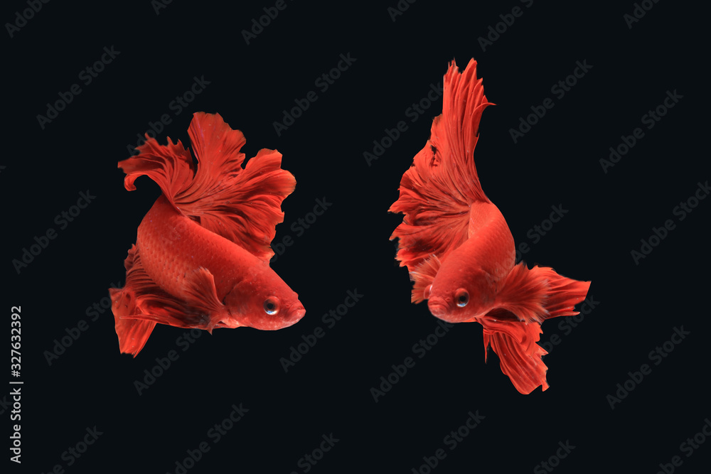 Canvas Prints thai fighting fish species have two movements. - Canvas Prints