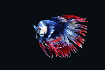 Thai species fighting fish, colorful separate on a black background