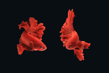 Thai fighting fish species have two movements.