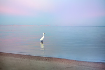 white heron -beautiful bird standing on the beach at the blue-pink sunset, selective focus, reflections. Fantastic terrific dreamlike romantic landscape. Paradise concept - ideal beach exotic vacation