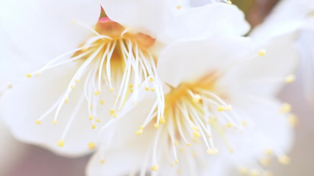Plum Blossoms in Japan | Macro | Slow Motion